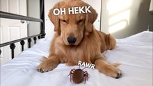 Golden Retriever Reacts to a Giant Cockroach | Funny Dog Reaction