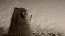 Relaxing Raccoon Enjoys Snowflakes: A Heartwarming Moment