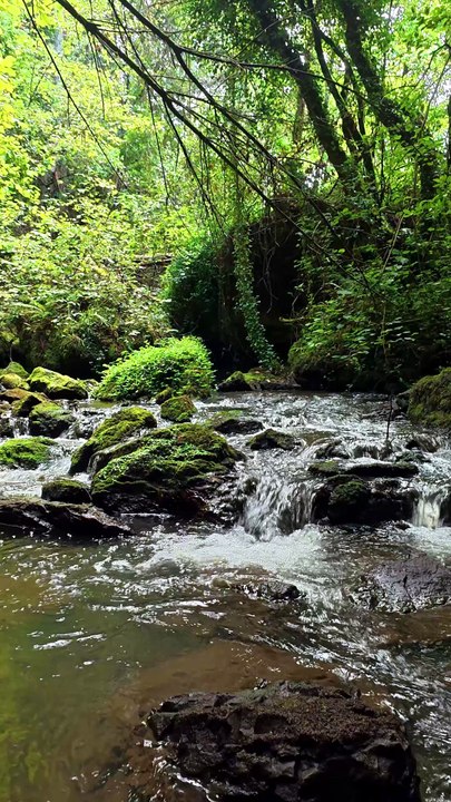 Peaceful Forest Stream 🌿 Relaxing Flowing Water Sounds - video Dailymotion