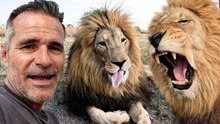 George and Yame: Rescued Lion Brothers Enrichment Walk and Birthday