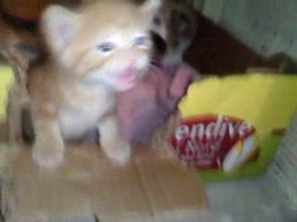 chatons suite