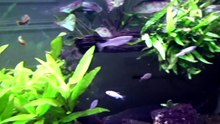 leopard danio fish new added fish