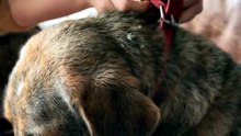 Rescue Dog Gets Its First Collar — Sitting So Proud 🥹🐾