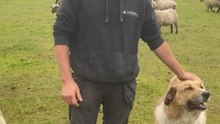 Michaël Rood et ses chiens de protection.
