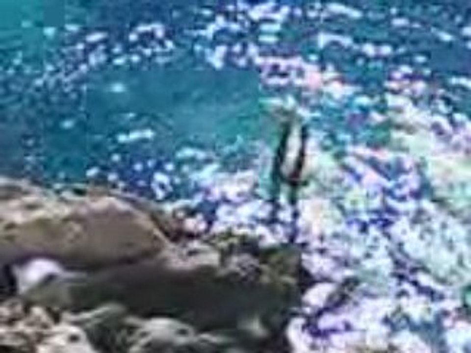 Plongeon