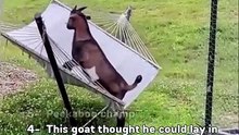 Funny Cats Compilation