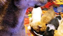 Rescue Mama Dog Finally Relaxes Watching Her Puppies Eat 🥹🐾