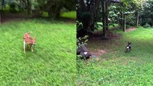 This Unexpected Yet Captivating Chihuahua and Fawn Encounter is a MUST-SEE