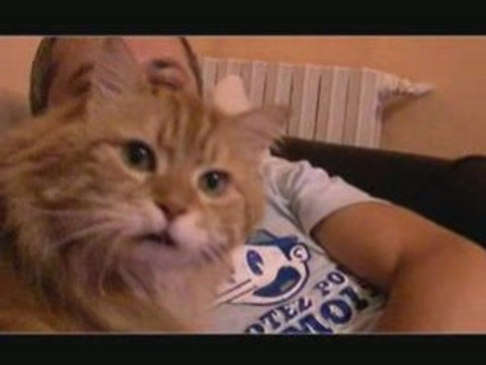 Mon chat m'fait chier