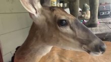 A Delightful Surprise: The Unexpected Bambi Sequel