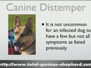 Canine Distemper Virus