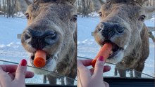 No Time for Nibbles: Adorable Elk Tries to Consume Entire Carrot in One Go (9M+ Views)