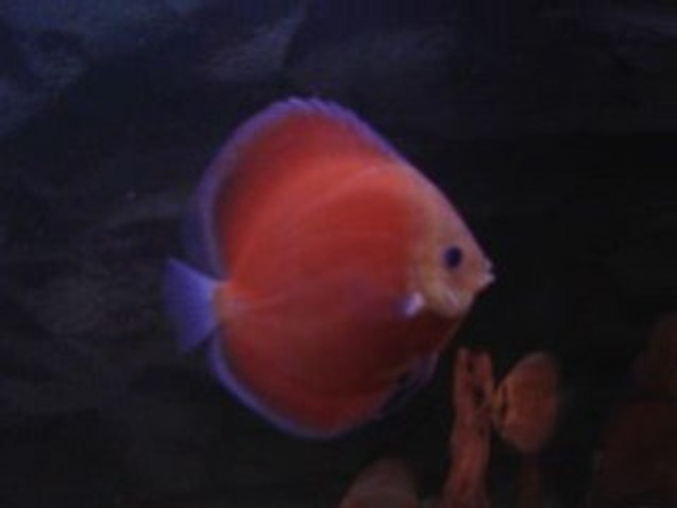 Damızlık adaylarım