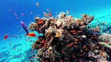 BEAUTIFUL TROPICAL FISH