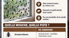 Plein de mouches d'un coup dans une pièce : cherche ce qui les attire