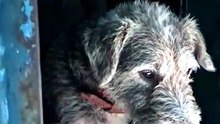 Puppy Mill Rescue Sees Sunlight for the First Time 🥹🐾
