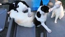Pet Playfight Escalates into a Wrestling Showdown