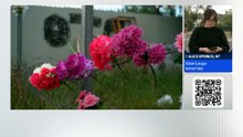Review examines protection department over Kumanjayi Little Baby’s death