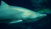 How Pros Feed Amazing Sharks: The Vitamin Boost Behind Their Diet