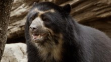 Andean Bear Is Having the Time of His Life, Even If Keepers Try to Hide It