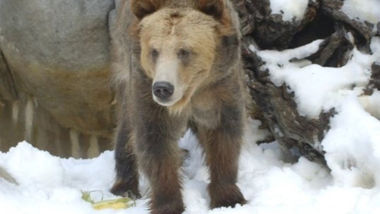 A Winter Paradise for Grizzly Bears - video Dailymotion