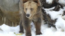 A Winter Paradise for Grizzly Bears