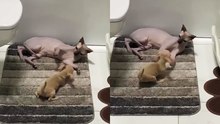 Mischievous chihuahua engages with a sphynx cat seeking tranquility