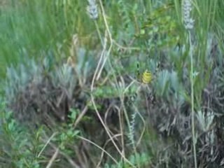 Argiope guepe