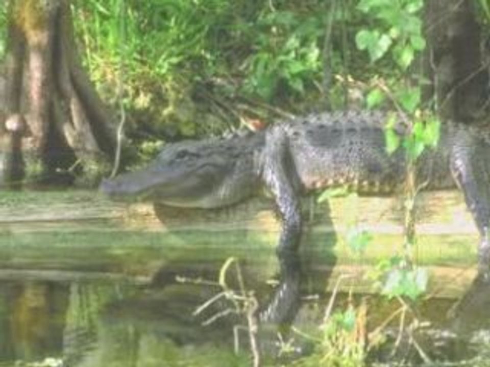 Ravic ft Kuzko roots vibration