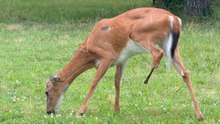 Emaciated Deer Stays Motionless at Fort Smallwood Park in Maryland Despite Leg Wound