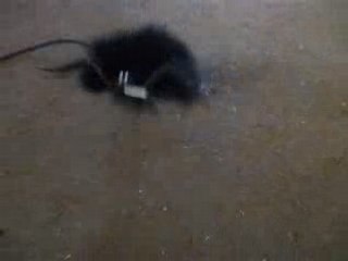 connerie avec une araignée