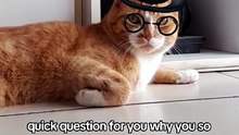how adorable, Sir Morris 😻🎩 #catsoftiktok #orangecat #cats