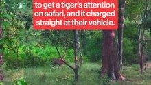 Tiger charges towards tourists