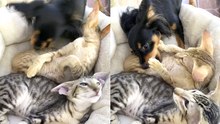 Feline and Canine BFFs