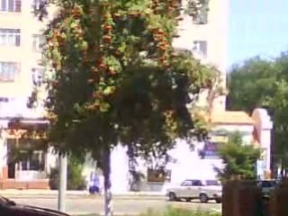 C'est quoi cet arbre ???