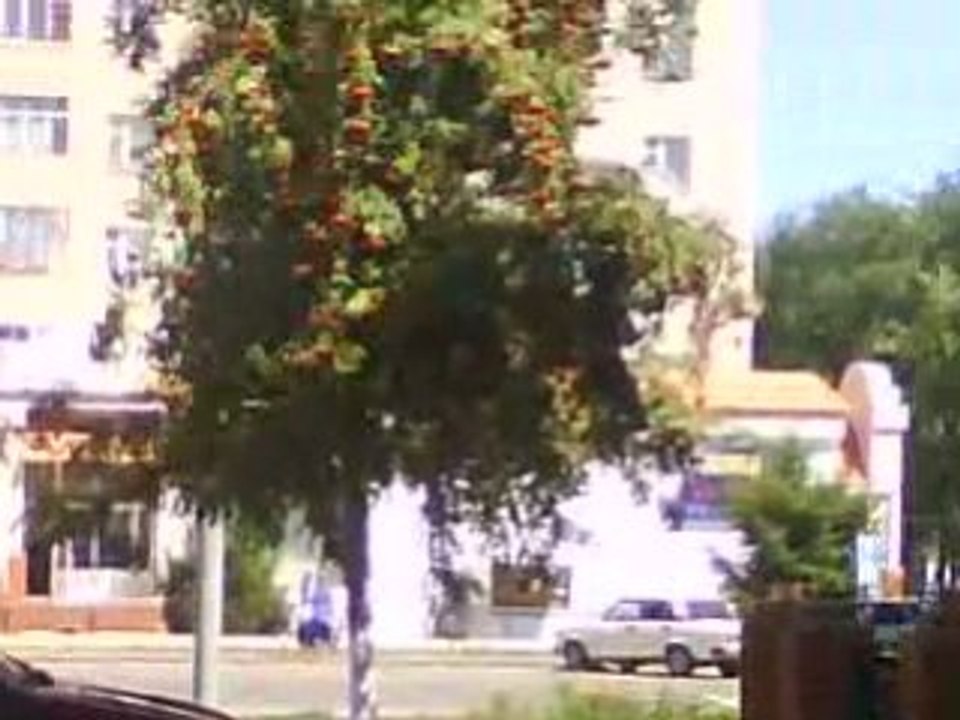 C'est quoi cet arbre ???