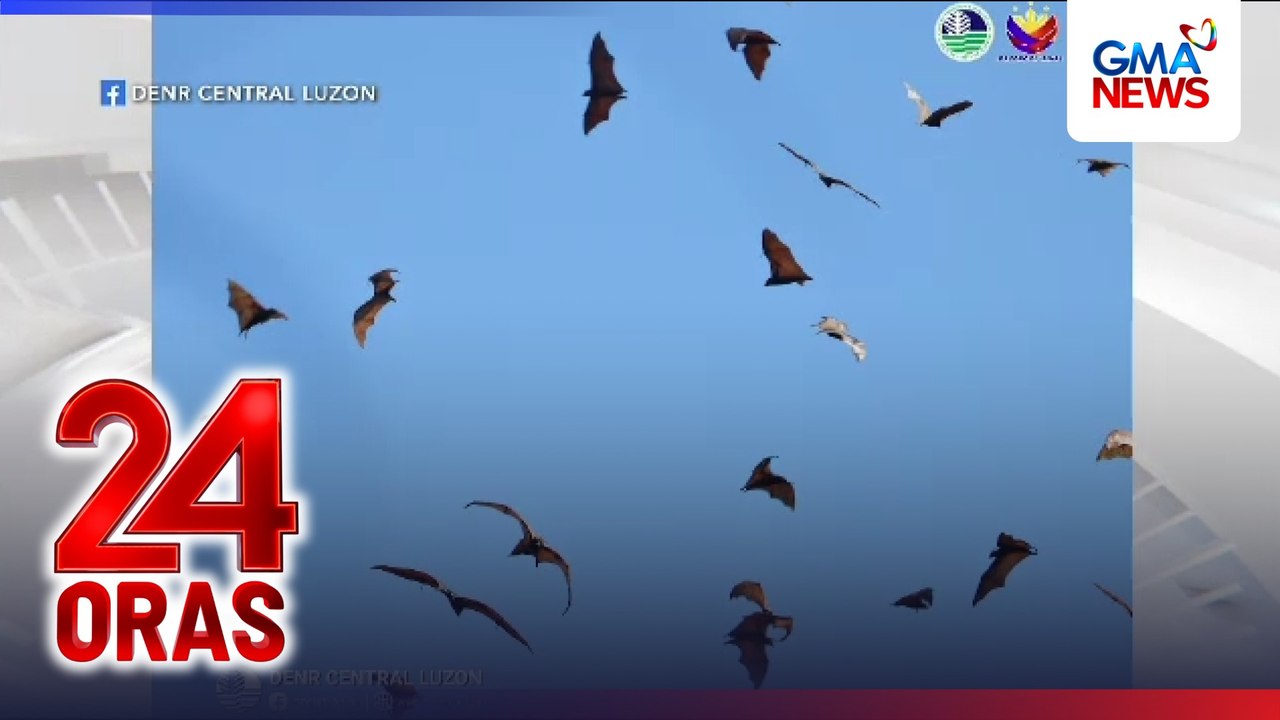 Mahigit 8,000 endangered golden-crowned flying fox, namataan sa Aurora ...