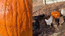 Homestead Owner Engages Chickens in Pumpkin Carving for Halloween *Clever Idea!*