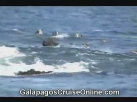 Galapagos Islands Birds and Reptiles