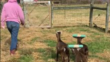Clever Pool Noodle Trick Keeps Playful Goats Out of Harm's Way