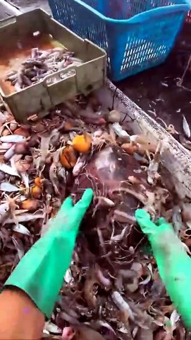 Cette tortue sait remercier son sauveur
