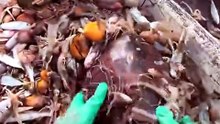 Cette tortue sait remercier son sauveur
