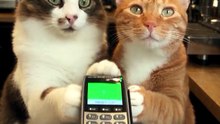 Funny CAT01