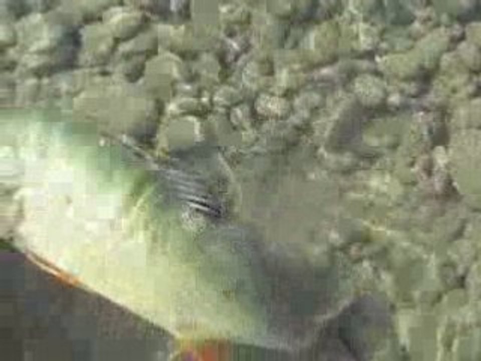 Perch35
