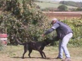 voila les hollandais au mordan et mon loulou dans ses debut