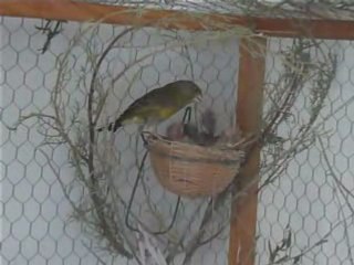 verdier d'europe carduelis chloris