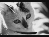 Les Chats Voient Ils En Noir Et Blanc Vidéo Dailymotion