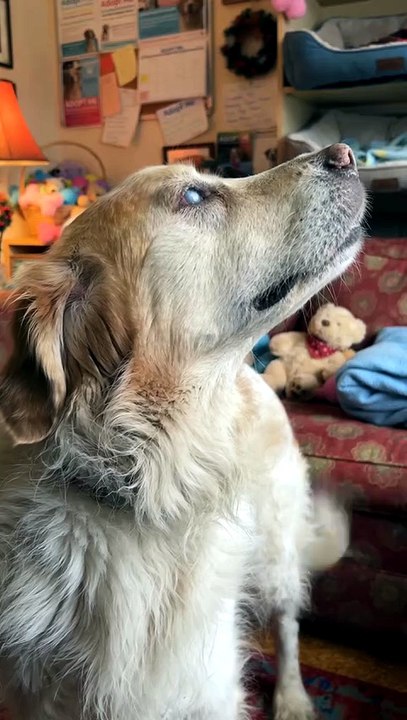 Deaf-Blind Rescue Dog Smells Its Owner — Whole Body Wiggles With Joy 🥹🐾 ...