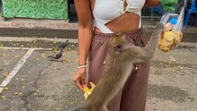 Simian Steals Snack Bag from Visitor at Primate Caves