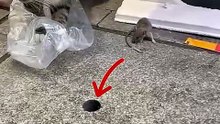 Rats have high intelligence.#cat #cats     #kitten